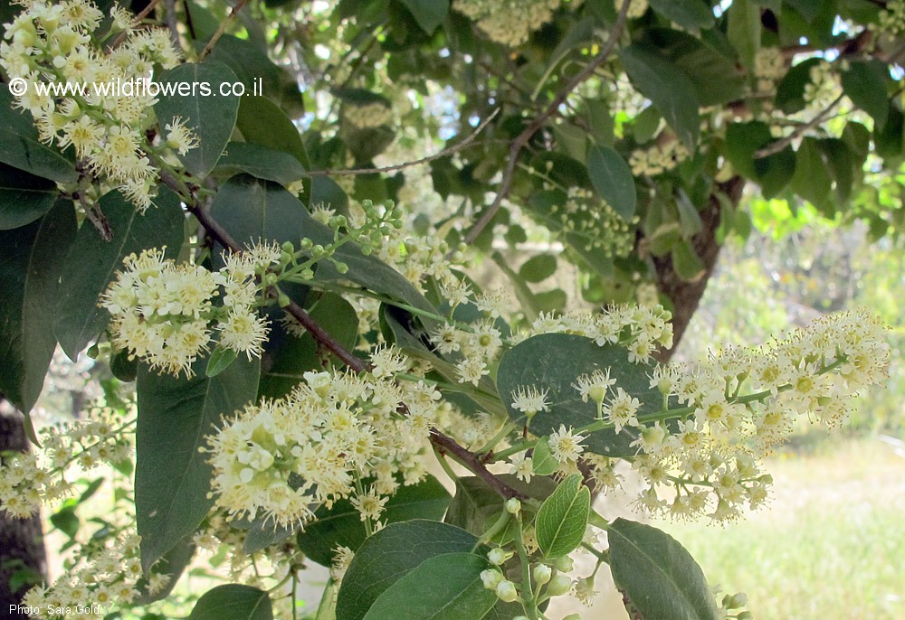 Prunus lyonii